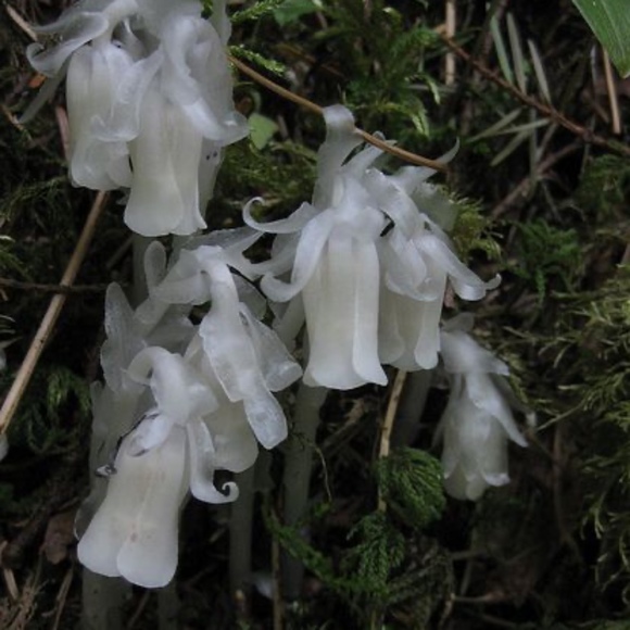 Meet your Posher, Mj - Picture 1 of 1